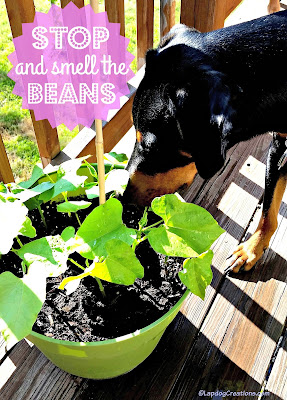 Dog smelling string beans