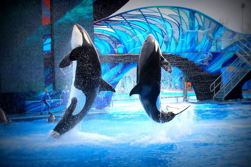 Orcas num parque aquático