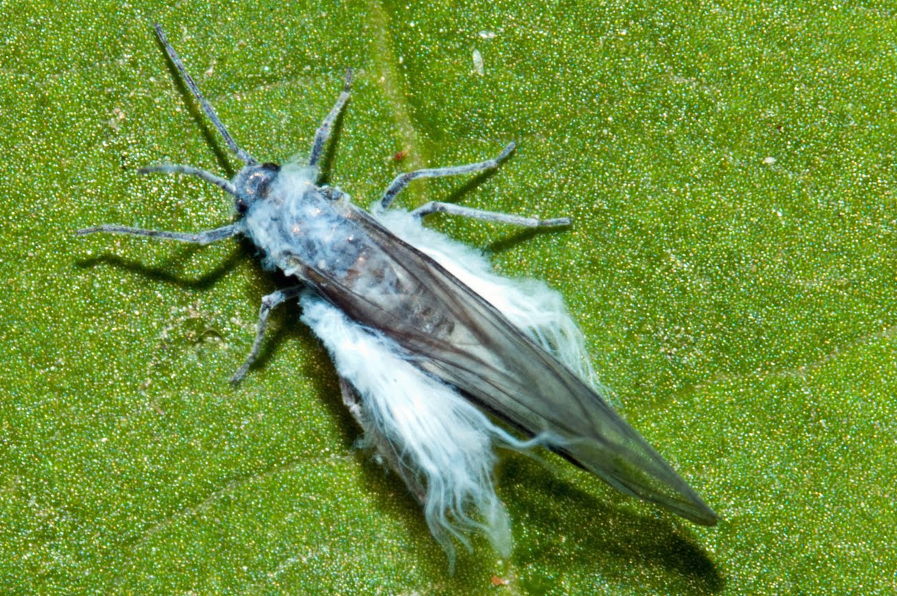 Bugs of Mackie Woolly Aphid Eriosomatinae