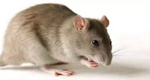 Image result for छिपकली, चूहे, कॉकरोच