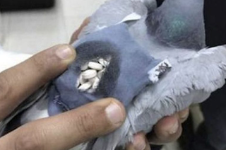 Homing pigeon caught smuggling 170 ecstasy pills in homemade 'backpack' after police tracked bird across border 