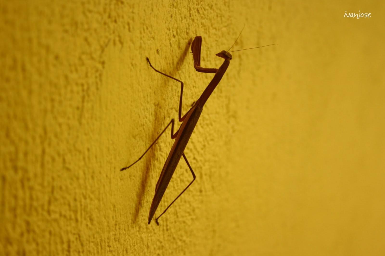 A praying mantis at Sarangani Highlands