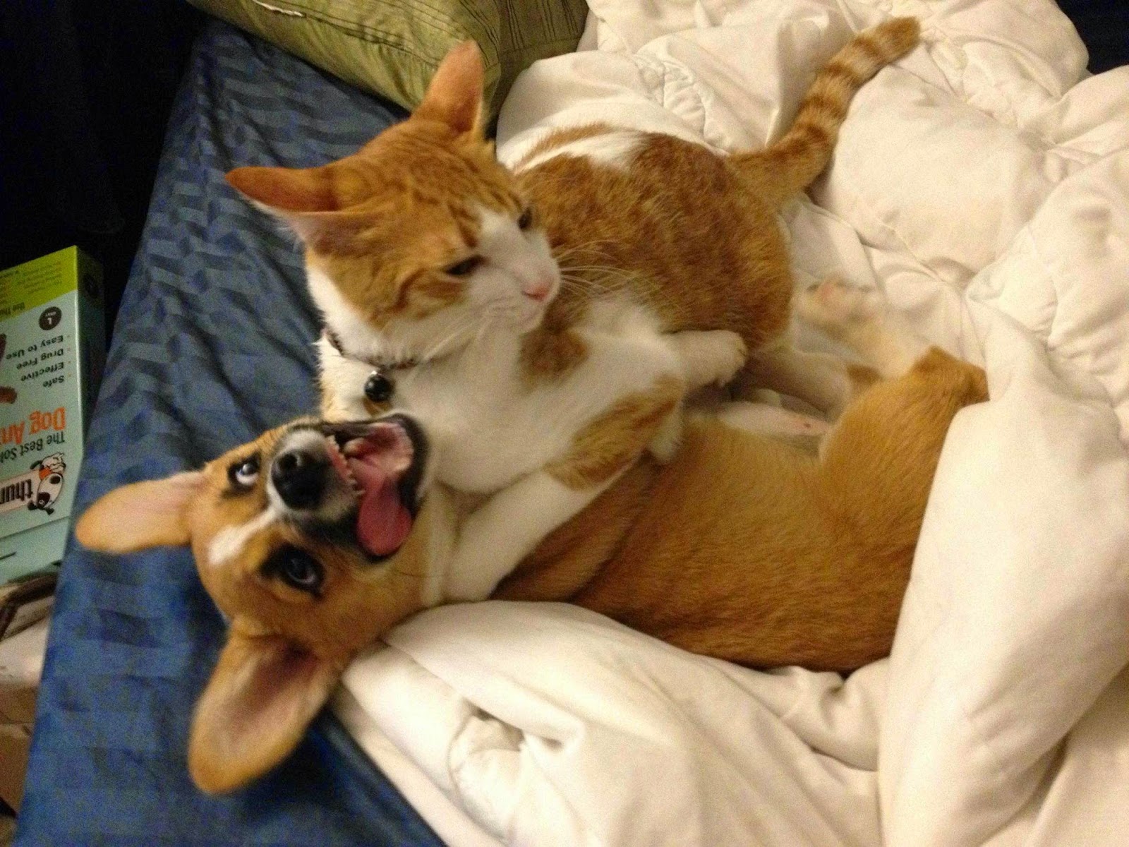 Cat and are best friends (10 pics) Amazing Creatures