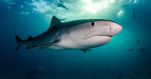 KEYSTONE SPECIES-SHARKS (CARNIVORY PREDATOR)