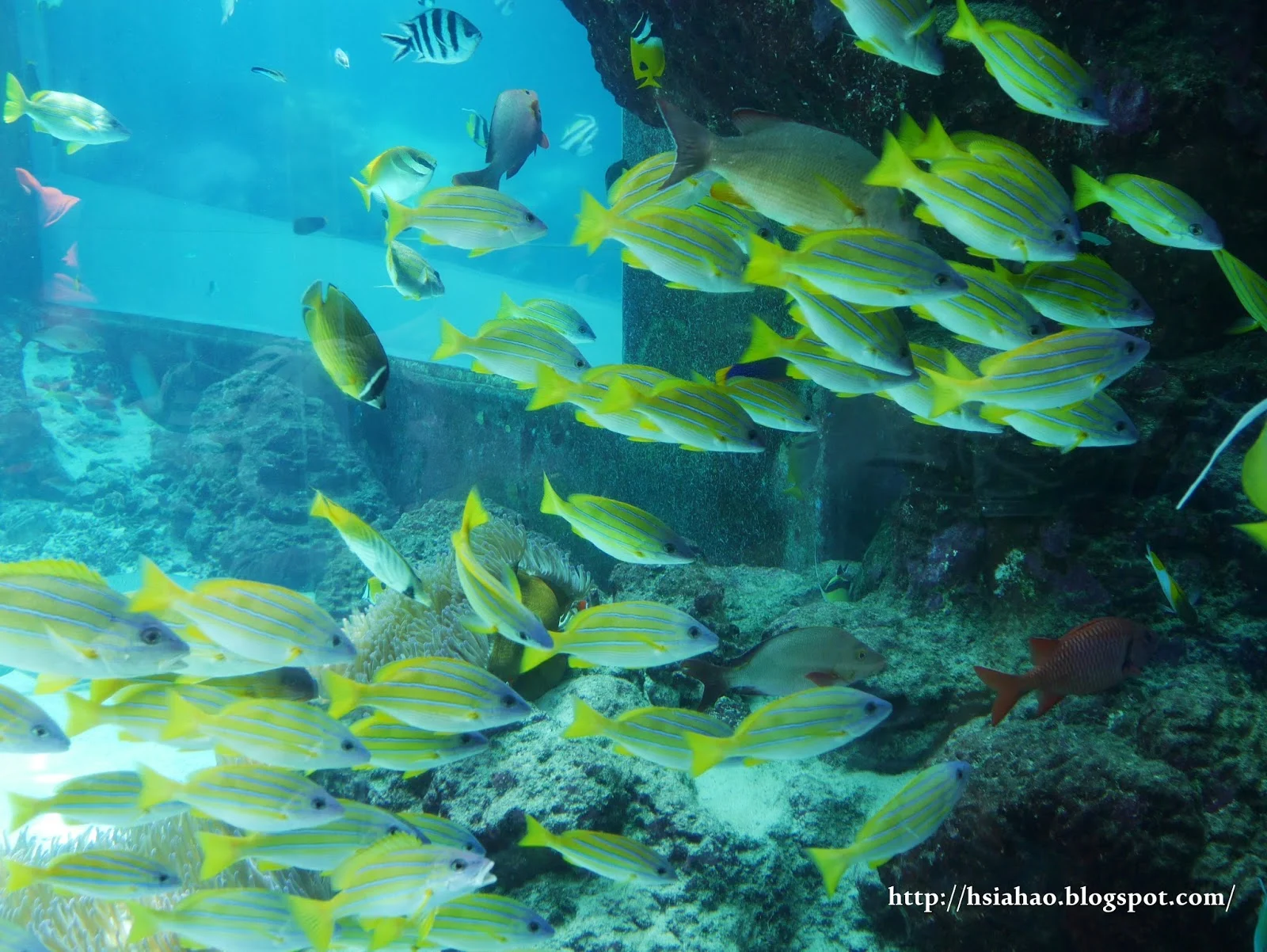 沖繩-海洋博公園-美麗海水族館-魚-景點-自由行-旅遊-旅行-okinawa-ocean-expo-park-Churaumi