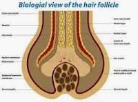 Life Cycle of Natural Hair Health & Scenario