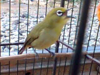 Cara Buat Pakan Racikan Khusus Pleci Cara Gacor