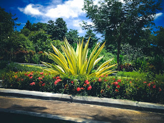 Beautiful Garden Landscape With Furcraea Foetida Plants On A Sunny Day