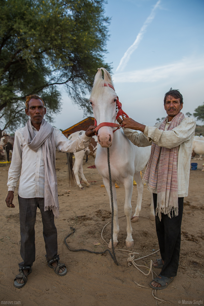 Donkey Fair - Ghati Karolan, Surrounding temple of Goddess Khalkani, Near Luniawas village, Approx 20km from Jaipur, Rajasthan.  Asia's biggest Donkey Fair or cattle fair near Jaipur.