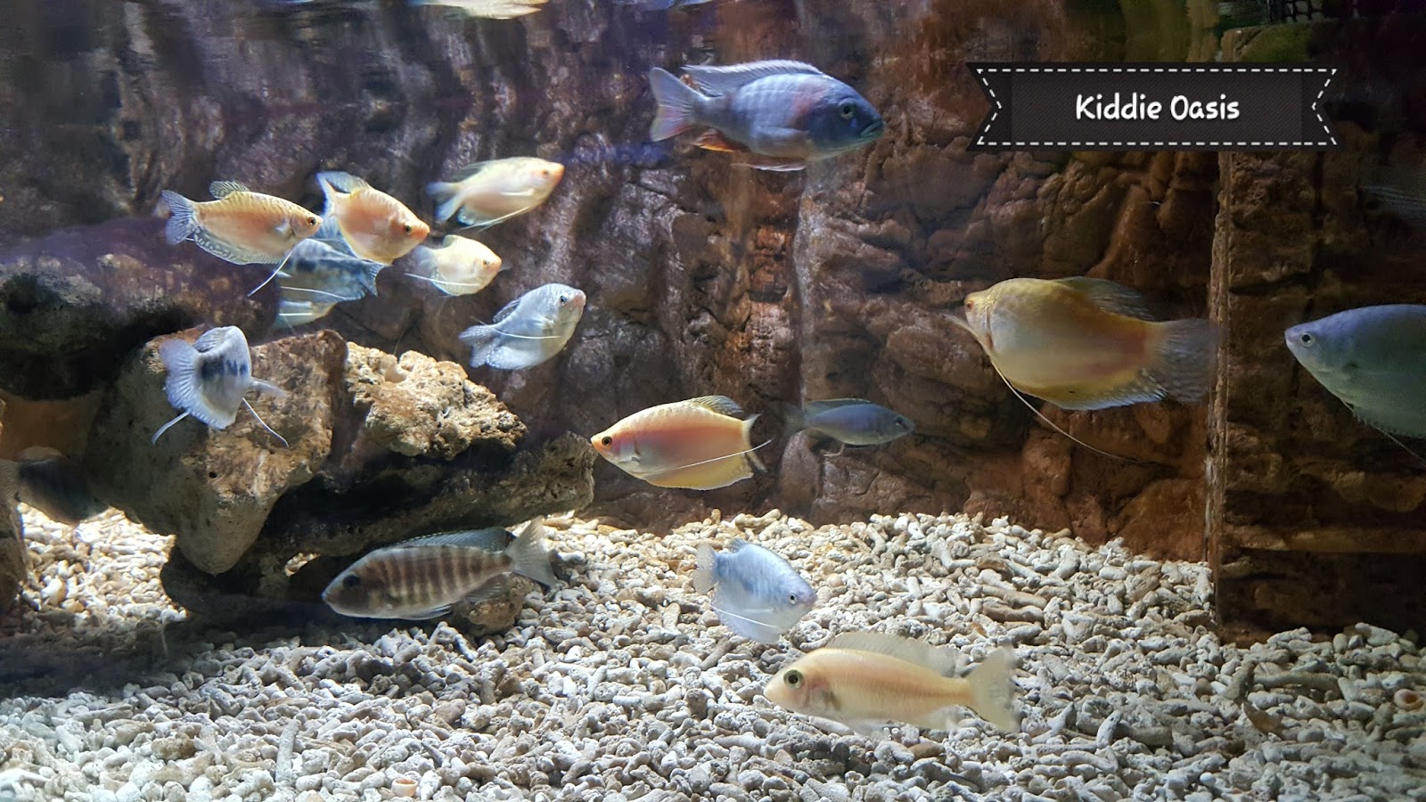 The Story of Mommy EEZ 7 Tips WAJIB tahu sebelum pergi Blue Coral