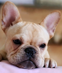 Temperament and Personality of French Bulldog - Annie Many