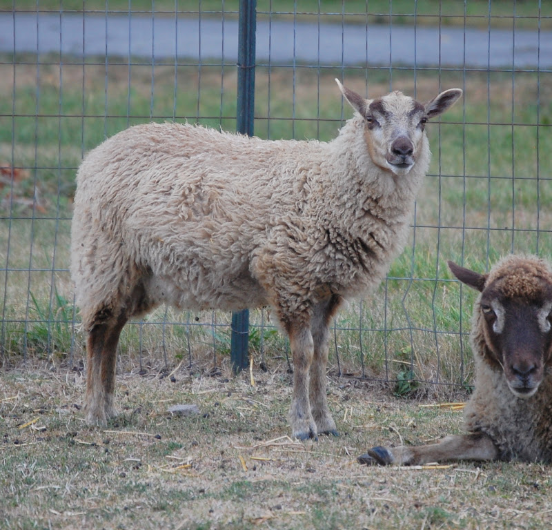 Crosswinds Farm: August 2012