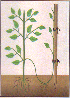 Biologia: Reproducción Vegetativa