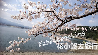 河口湖櫻花