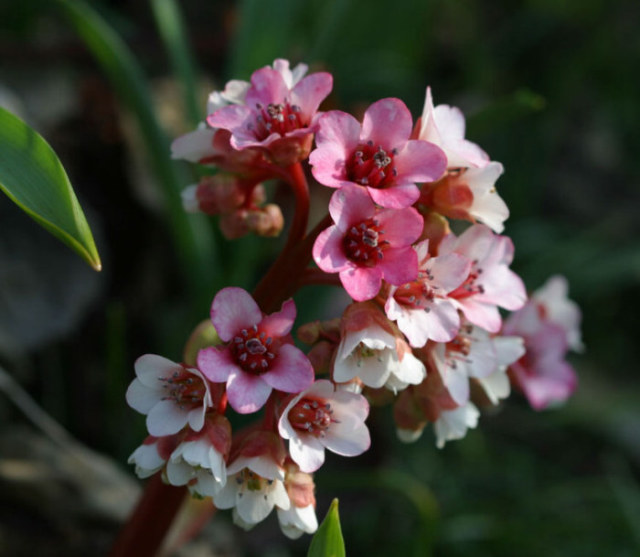 Shali Heights - A Himalayan Home. : The wild flowers of Western Himalaya