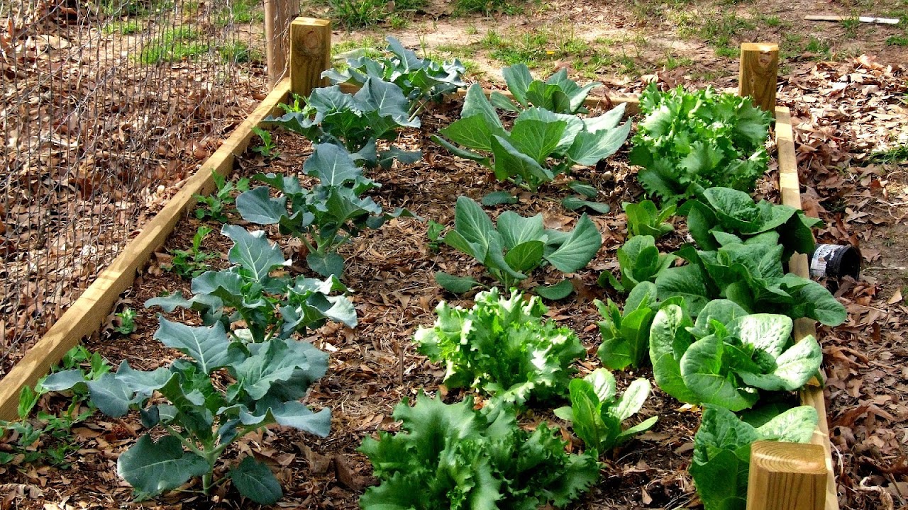 Basic Vegetable Garden Vege Choices