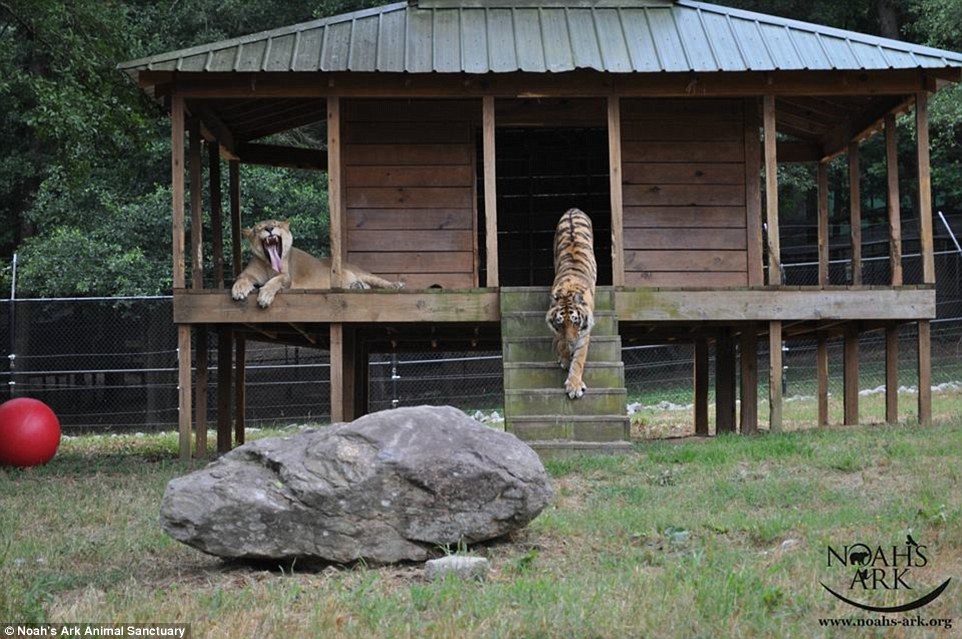 Lion, tiger and bear have been living together in a animal