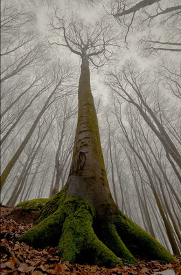 Un árbol demasiado alto enmedio del bosque encantado