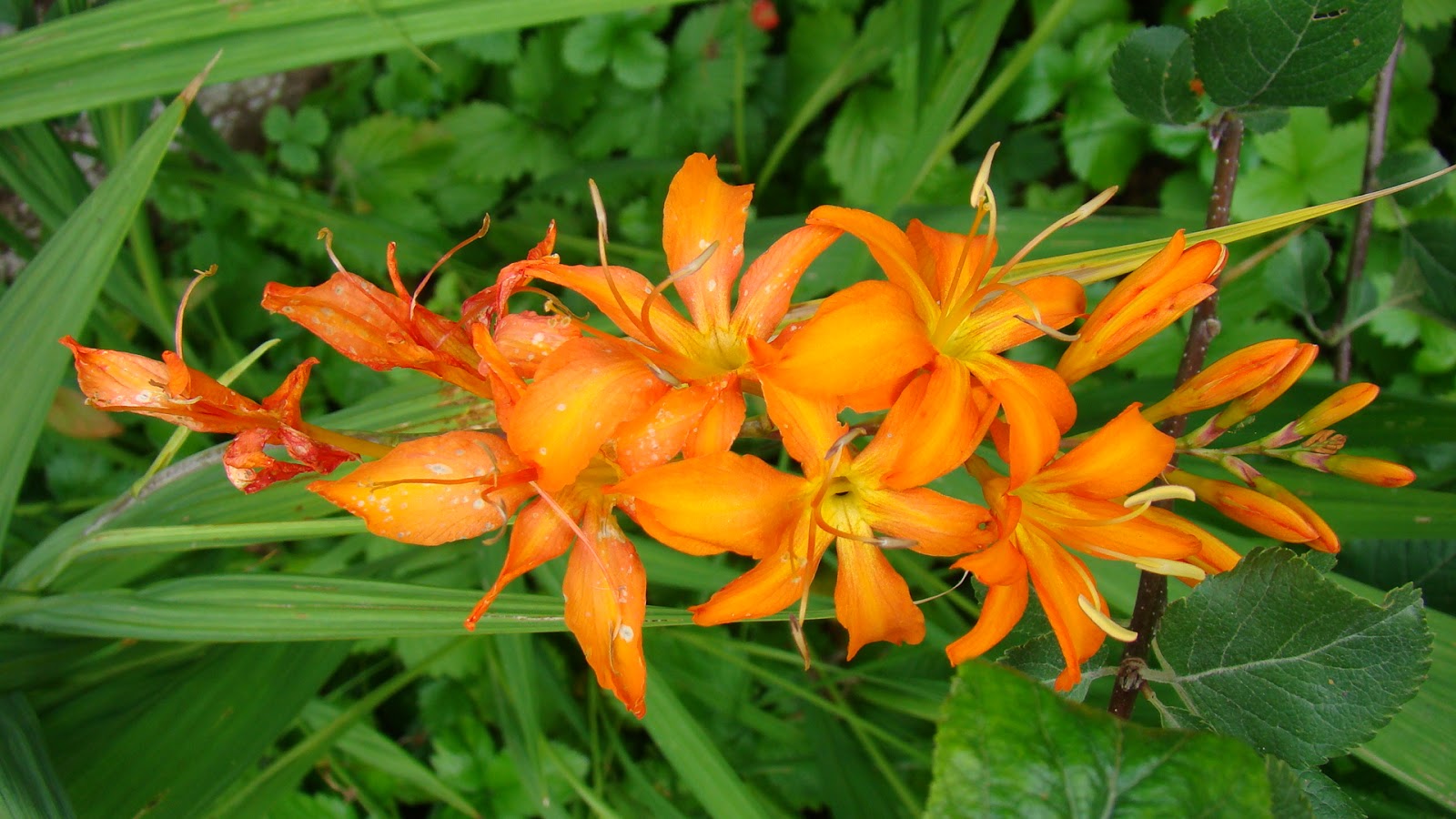 Flowers by Friends Crocosmia by Liz