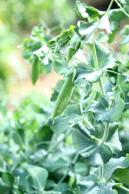 garden, summer, peas, snap peas, Cascadia Snap Pea, Anne Butera, My Giant Strawberry