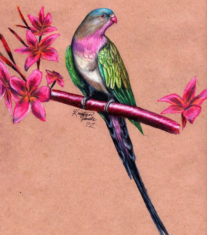 25 Best Bird Drawings For Your Inspiration!