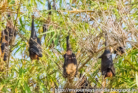 Ranganathittu Birds Fruit Bats Ranganathittu Birds Fruit Bats