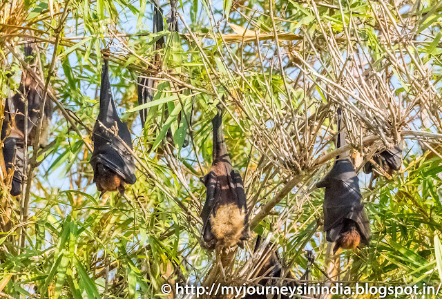 Ranganathittu Birds Fruit Bats