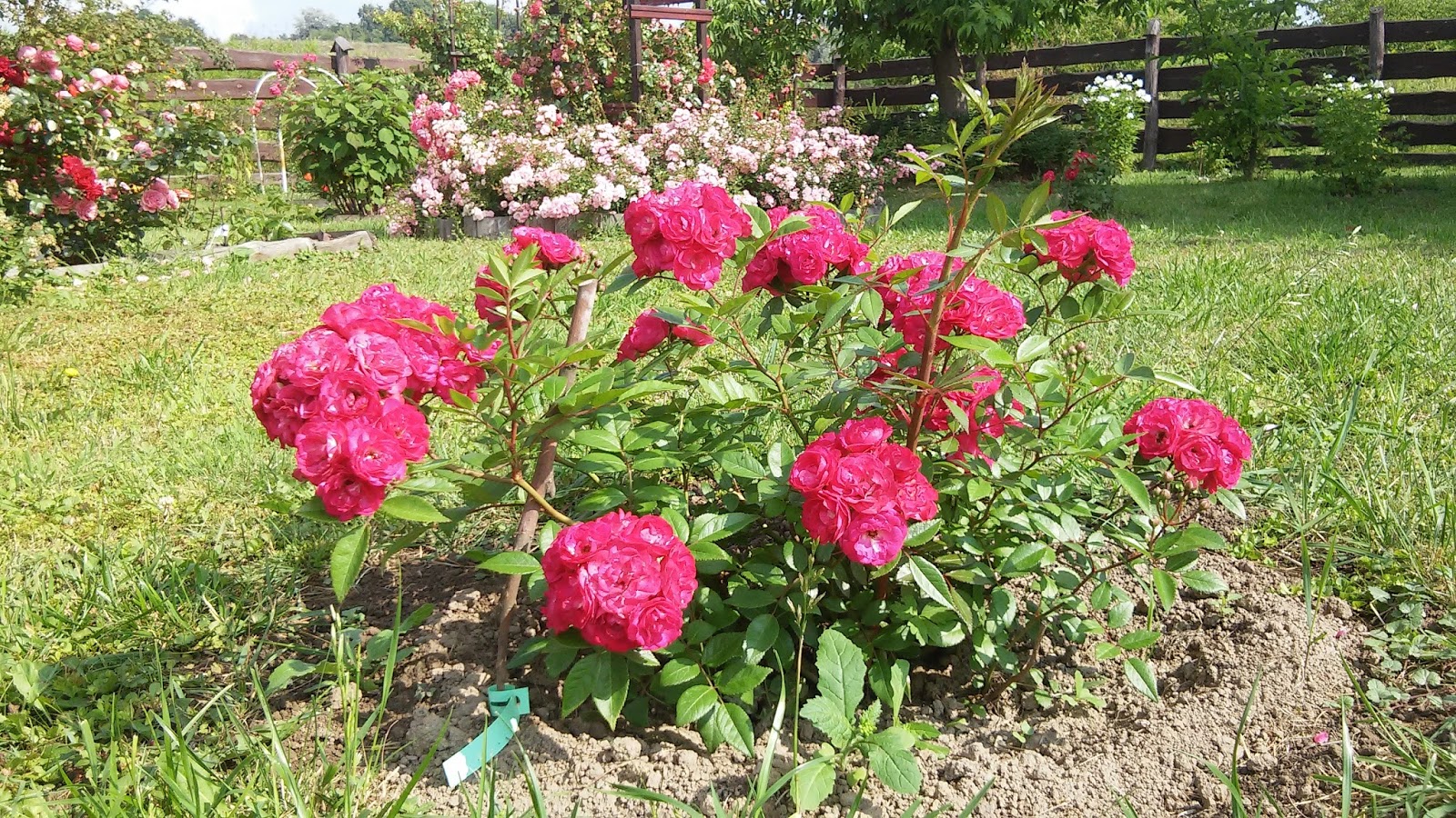 Ranczo Elma: Róża (Rosa) Dinky