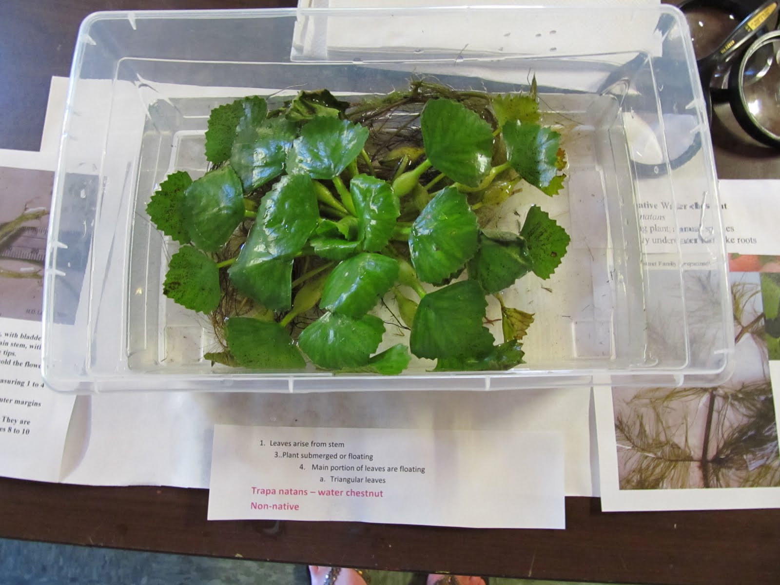 Simply Science: WPWA Survey for Aquatic Invasive Plants