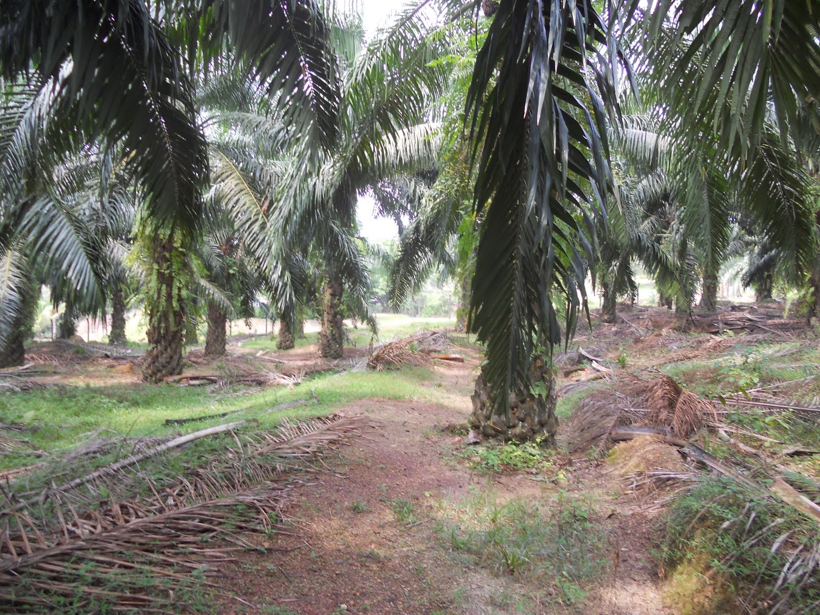 Merbuk N Tekukur Waktu Solat Dot Net