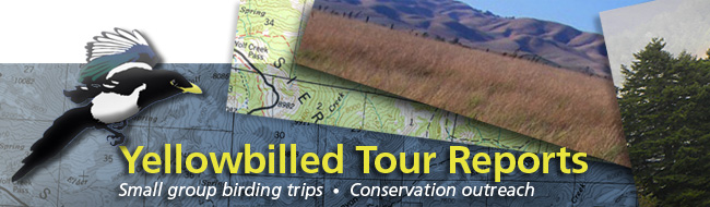 Yellow Billed Tours Reports