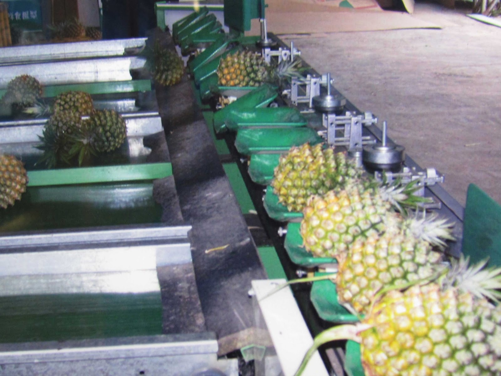 Estudiando Agricultura en Taiwán: Clasificadora de piña