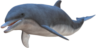 Delfin_6.png