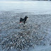 Mar na Noruega congela e morador flagra cão passeando sobre cardume