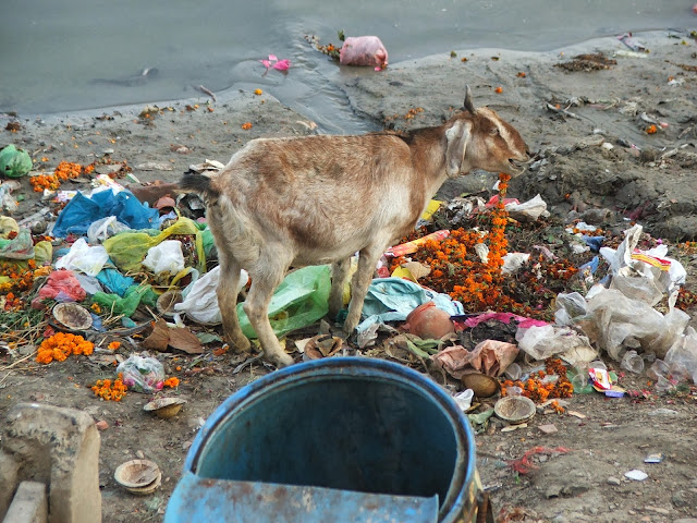 capra a Varanasi