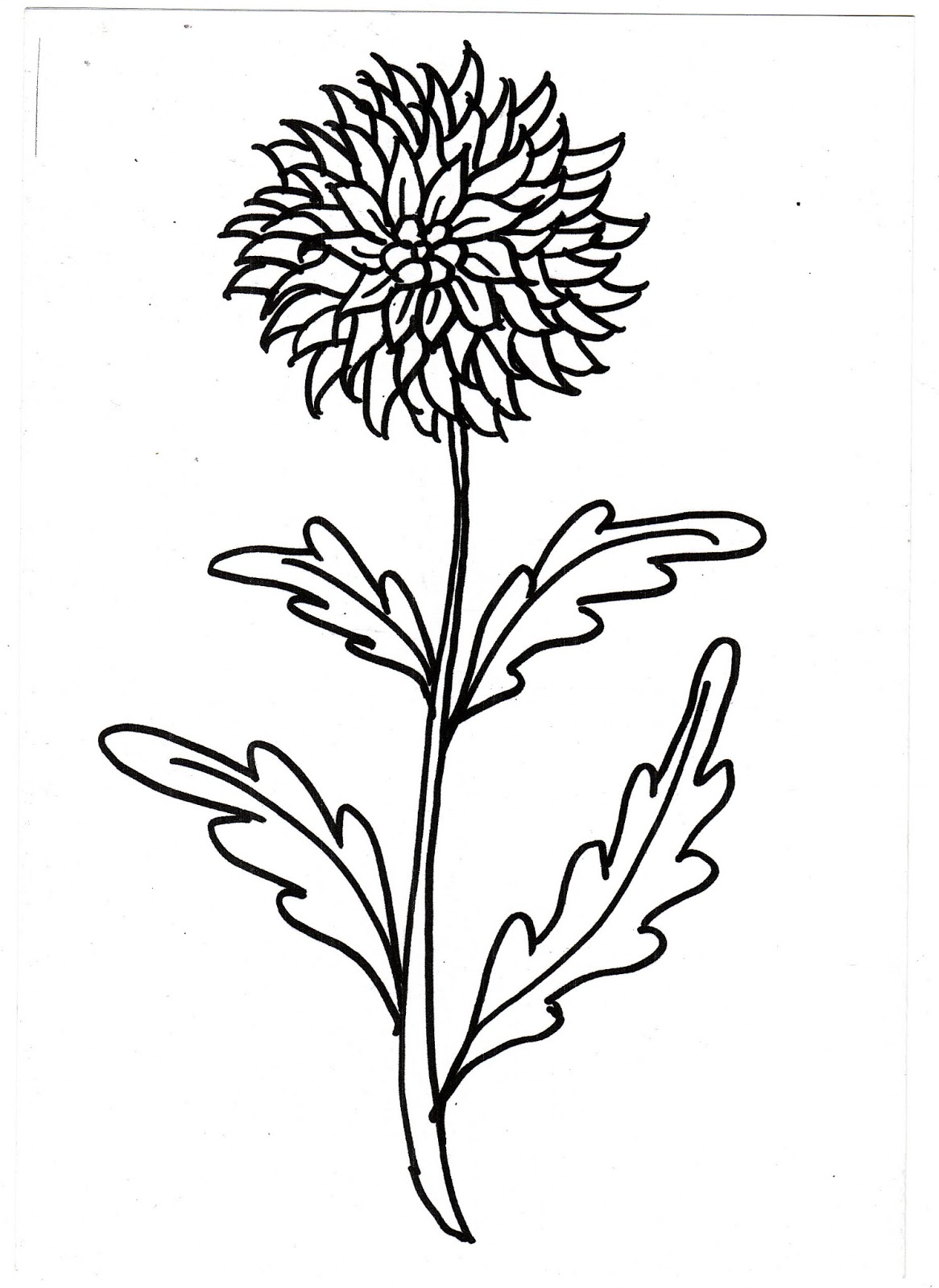 BLOGULMARYAMBM FLORI IMAGINI DE COLORAT