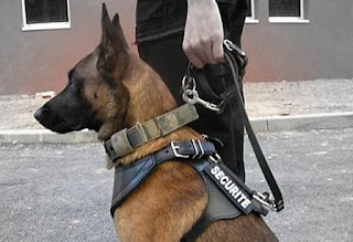Agent Sécurité Agent Sécurité