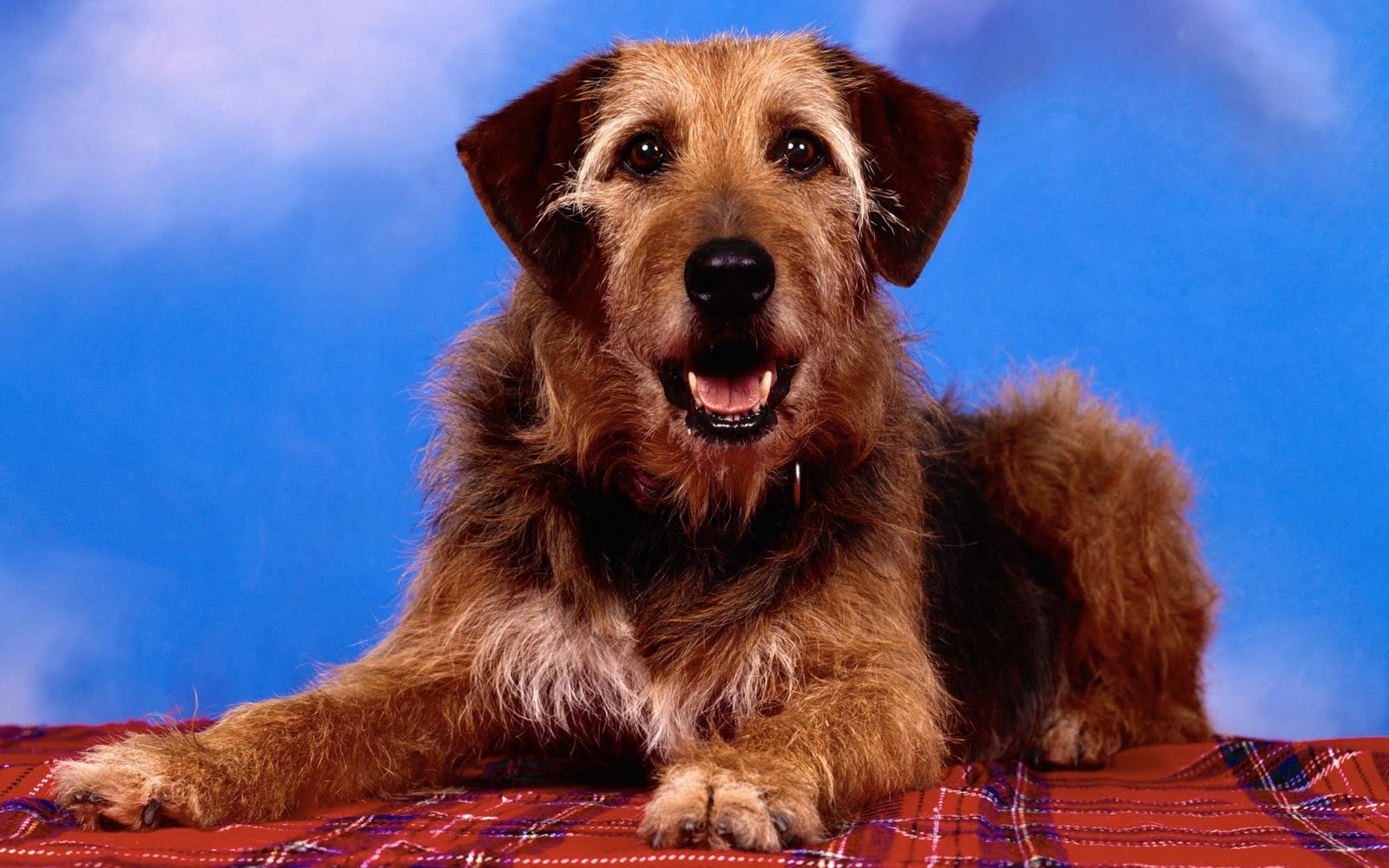 fondos-wallpapers de perros-dogs-pets