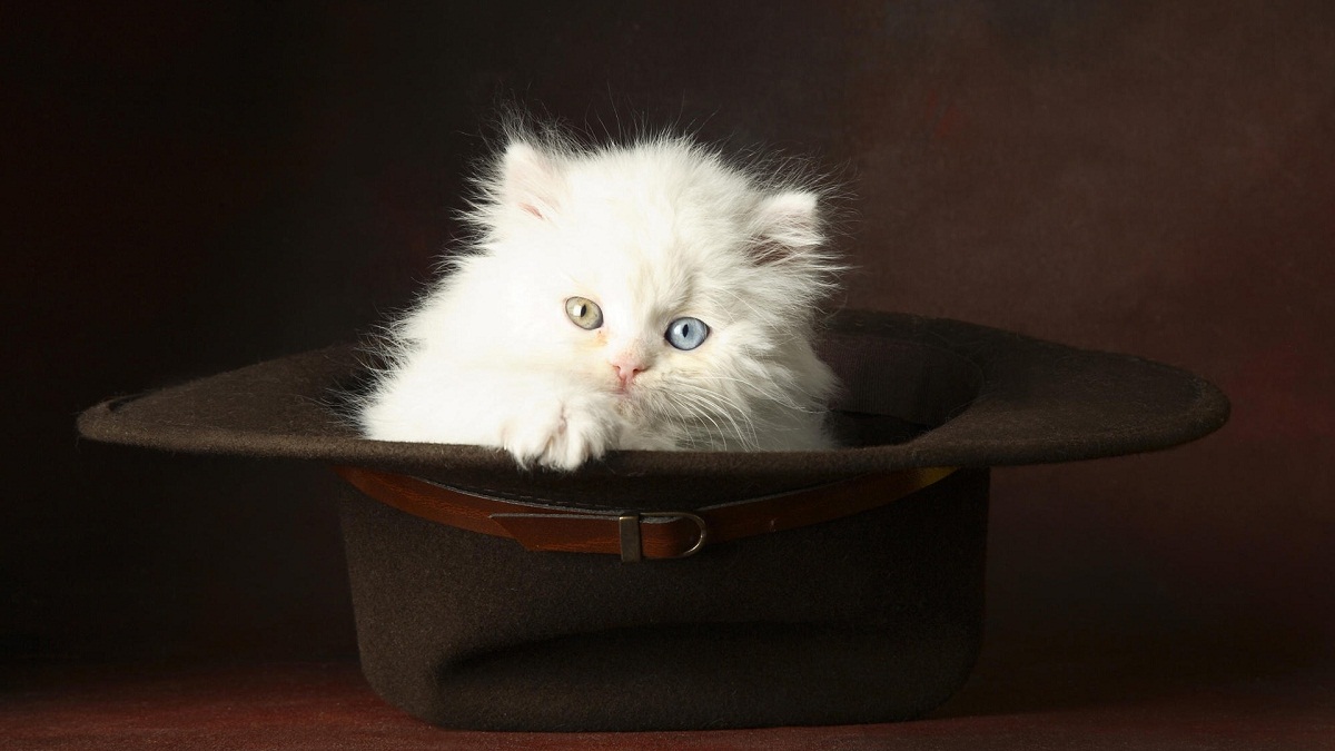 White Cat in Hat HD Wall Wallpapers - HD Wall Wallpapers