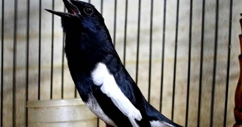 Tips Tutorial Merawat Burung Kacer Biar Cepat Gacor Tips Lovebird Ngekek