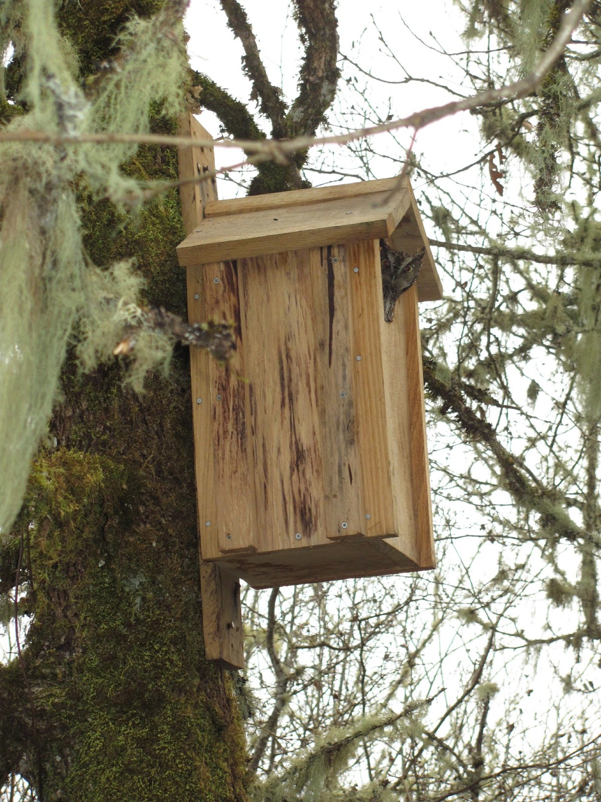 The good life Bird houses and owls