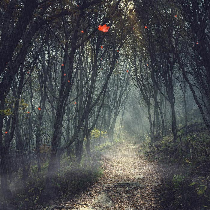 Featured image of post High Quality Scary Forest Wallpaper