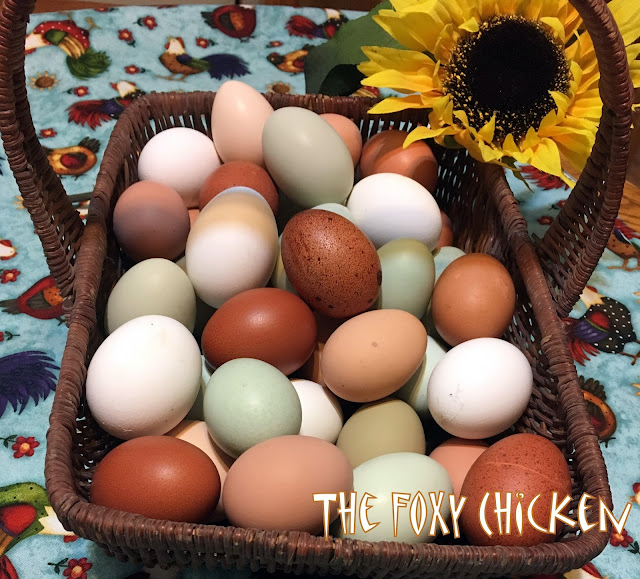 The Foxy Chicken BarnYard Mix Rainbow Flock Hatching eggs for Sale