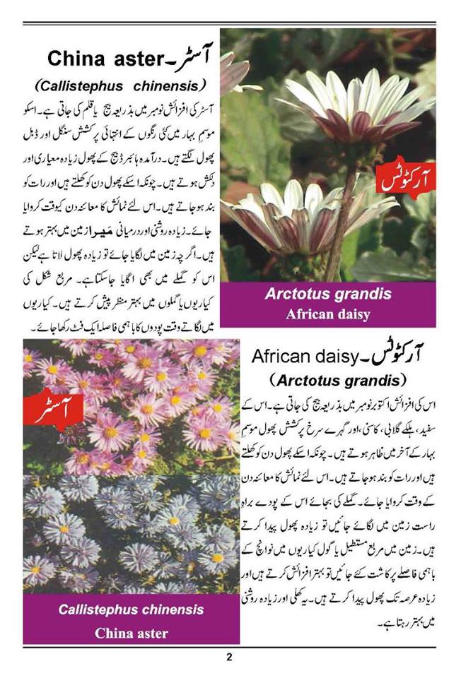 How to Grow Outdoor & Indoor Plants & Flowers Urdu Guide Noons.info