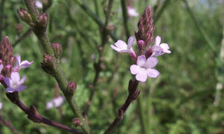 Plantas Mágicas: Verbena Plantas Mágicas: Verbena