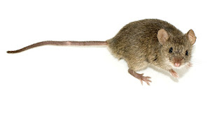 صور فأر , معلومات عن الفأر واشكاله بالصور