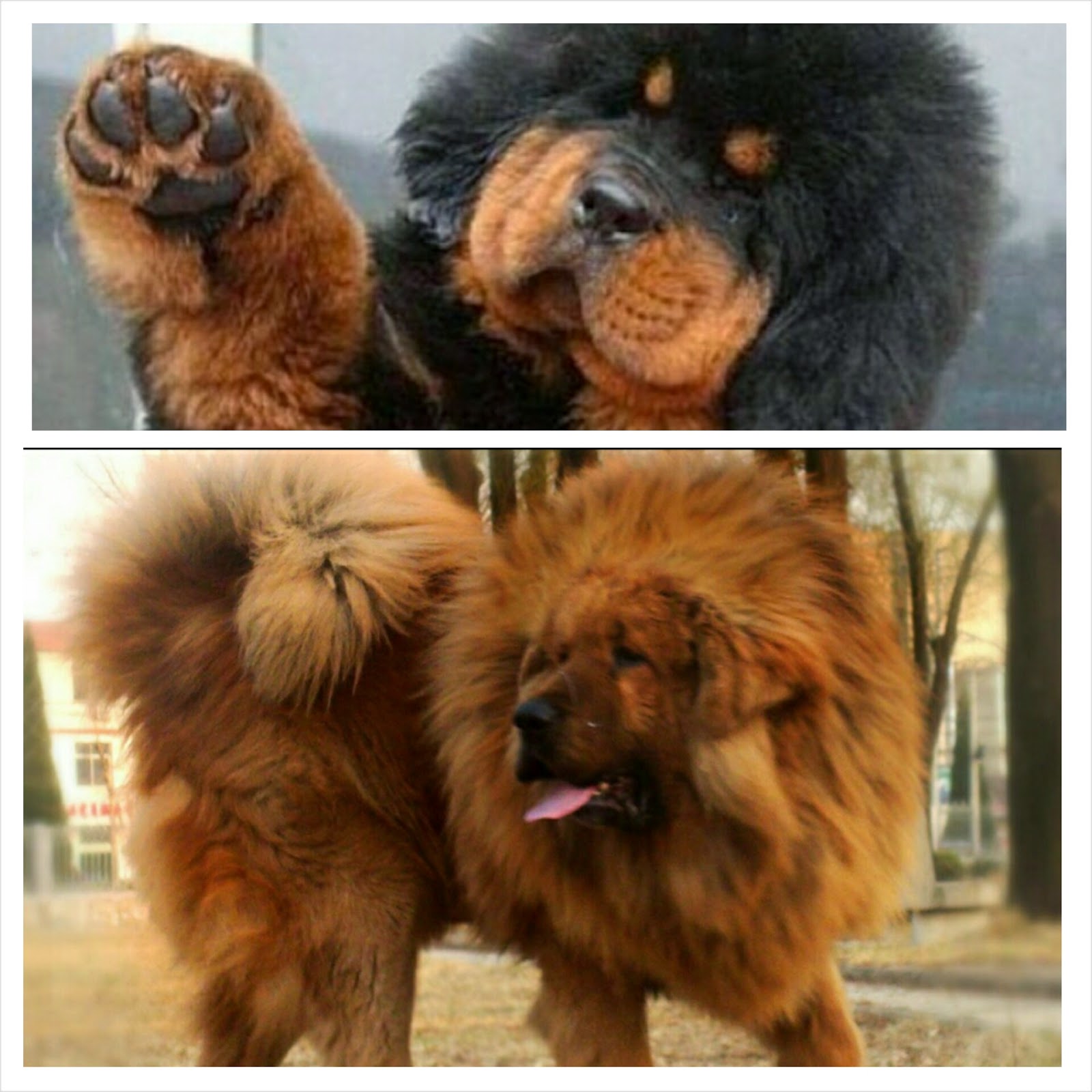 Adorable Animals 3 Gentle Giants