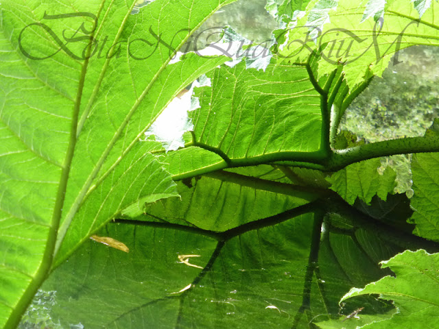 Botaniquarium - Gunnera manicata reflection