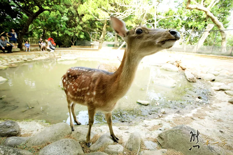 新竹親子遊|新竹市立動物園~有日本奈良賞鹿的Fu