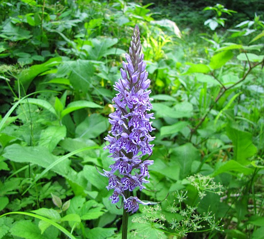 Kukułka Fuchsa (Dactylorhiza fuchsii)